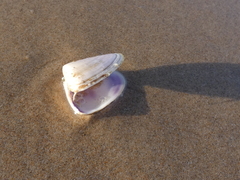 Latona deltoides