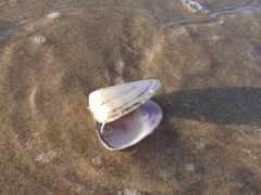 Latona deltoides