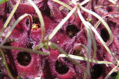 Brachystelma barberae