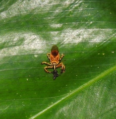 Agriocoris