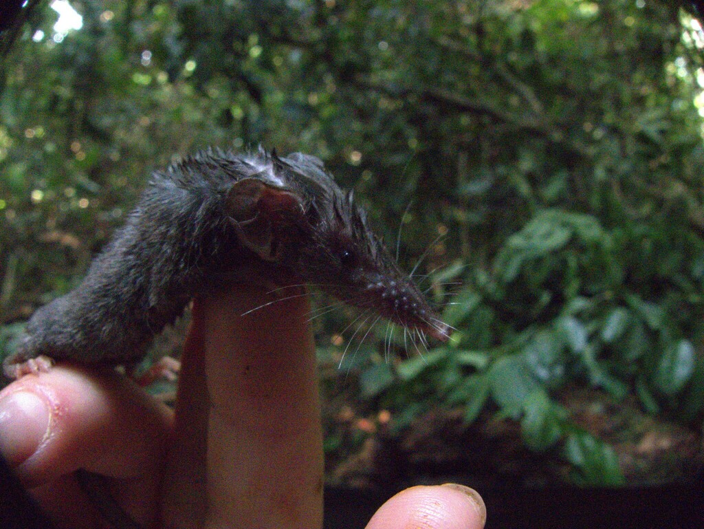 mouse-tailed shrew