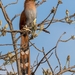 Squirrel Cuckoo - Photo (c) Rafael Rodríguez Brito, some rights reserved (CC BY-NC), uploaded by Rafael Rodríguez Brito