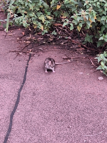 Brown Rat (Rattus norvegicus)