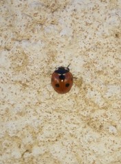 Coccinella algerica