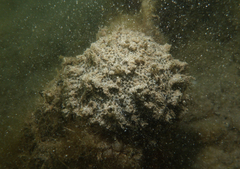 Polyclinum marsupiale