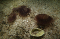 Myxicola