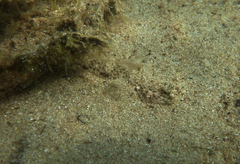 Favonigobius lateralis