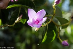 Cryptostegia madagascariensis