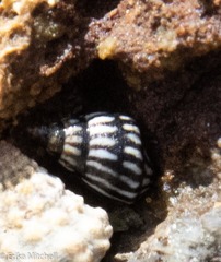 Littorininae