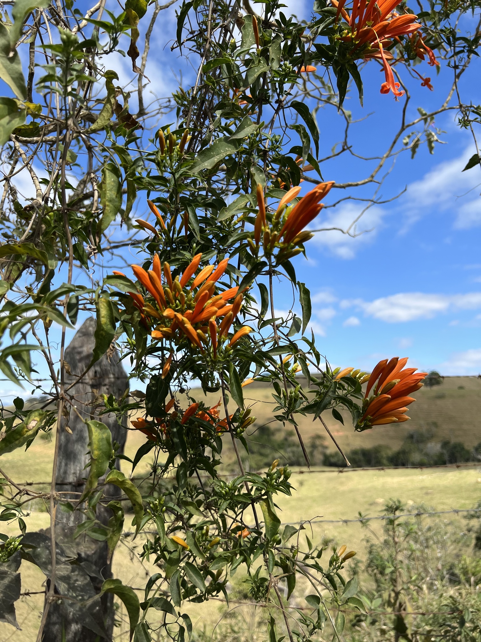 Pyrostegia venusta
