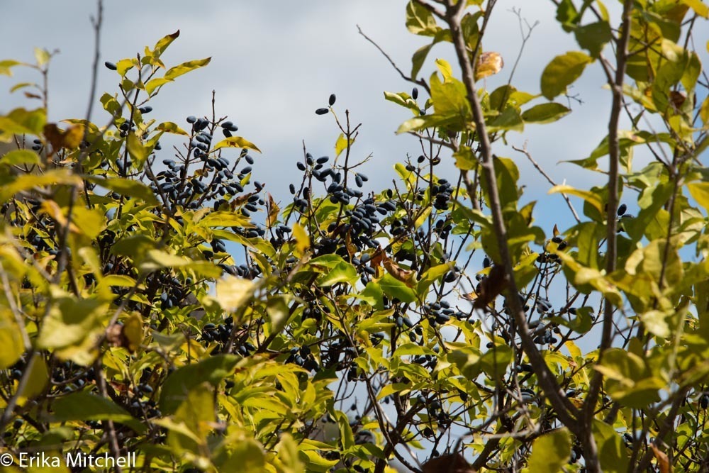 Chionanthus compactus