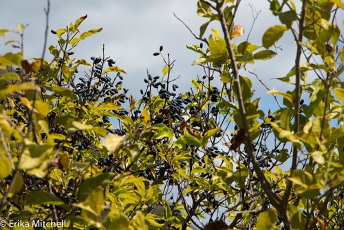 Chionanthus compactus