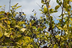 Chionanthus compactus