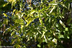 Chionanthus compactus