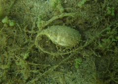Bulla quoyii