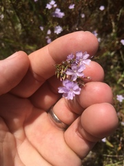Limonium equisetinum