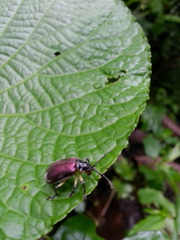 Coelomera nigricollis