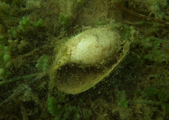 Bulla quoyii