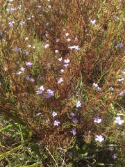 Limonium equisetinum