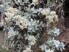 Helichrysum sutherlandii