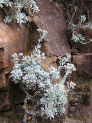 Helichrysum sutherlandii