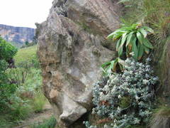 Helichrysum sutherlandii