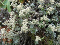 Helichrysum sutherlandii