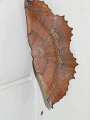 Drepanogynis mixtaria