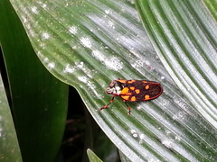 Mahanarva costaricensis