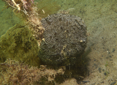 Aplousobranchia