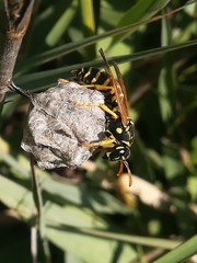 Polistes nimpha