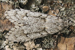 Diurnea fagella