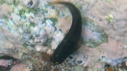 Filamentous blenny (Cirripectes filamentosus) — Blenniidae — 5