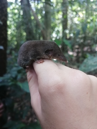 Büttikofer's Shrew (Crocidura buettikoferi) — Least Concern Mammalia