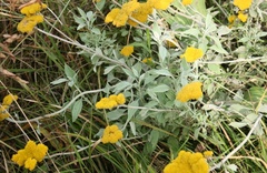 Helichrysum umbraculigerum