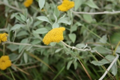 Helichrysum umbraculigerum