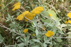 Helichrysum umbraculigerum