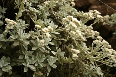 Helichrysum sutherlandii