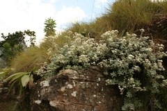 Helichrysum sutherlandii