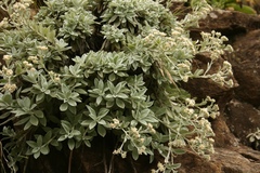Helichrysum sutherlandii