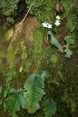 Streptocarpus pusillus