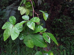 Tetrastigma obtectum glabrum