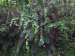 Tetrastigma obtectum glabrum