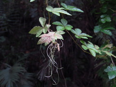 Tetrastigma obtectum glabrum