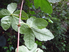 Tetrastigma obtectum glabrum
