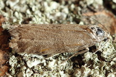 Tortricodes alternella