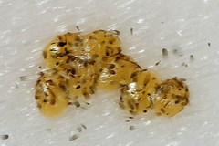 Tortricodes alternella