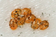 Tortricodes alternella