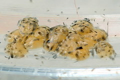 Tortricodes alternella