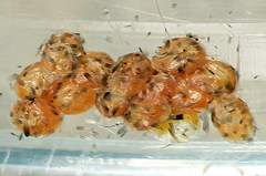 Tortricodes alternella